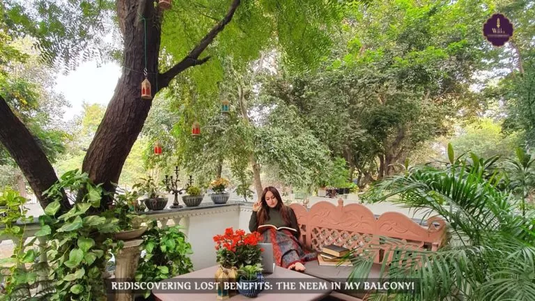 Rediscovering Lost Benefits: The Neem in my Balcony